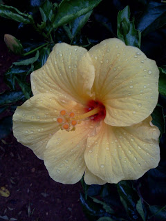 raindrops on the yellow hibiscus closeup