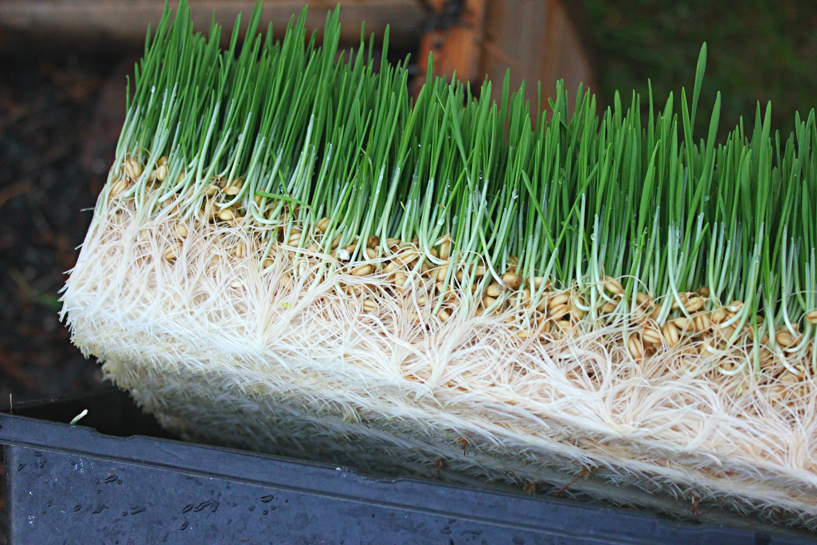 To Sing With Goats Fodder Tutorial! AKA How To Sprout Grain for