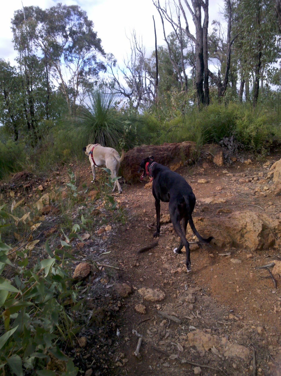 Jet's Furkid Palace Perth Dog Parks Park