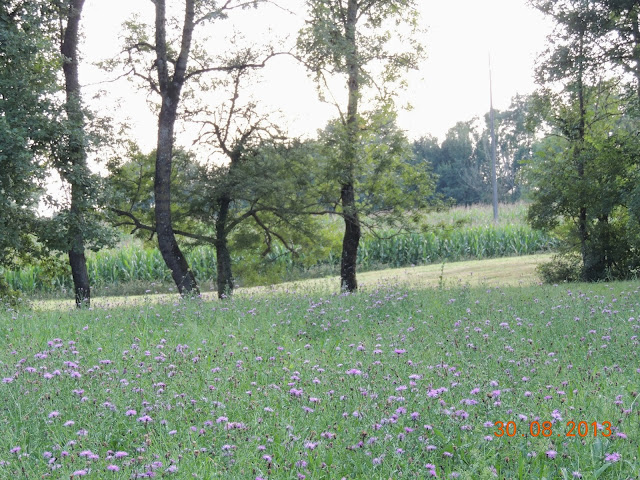 champ de fleurs