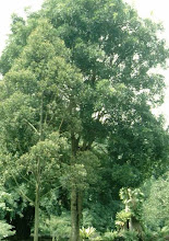 Trees of Arunachala