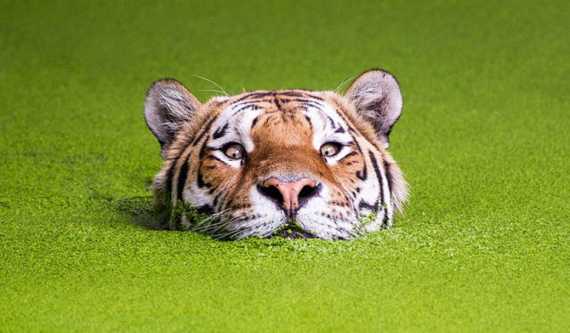 Красивые фото тигров (14 фото)