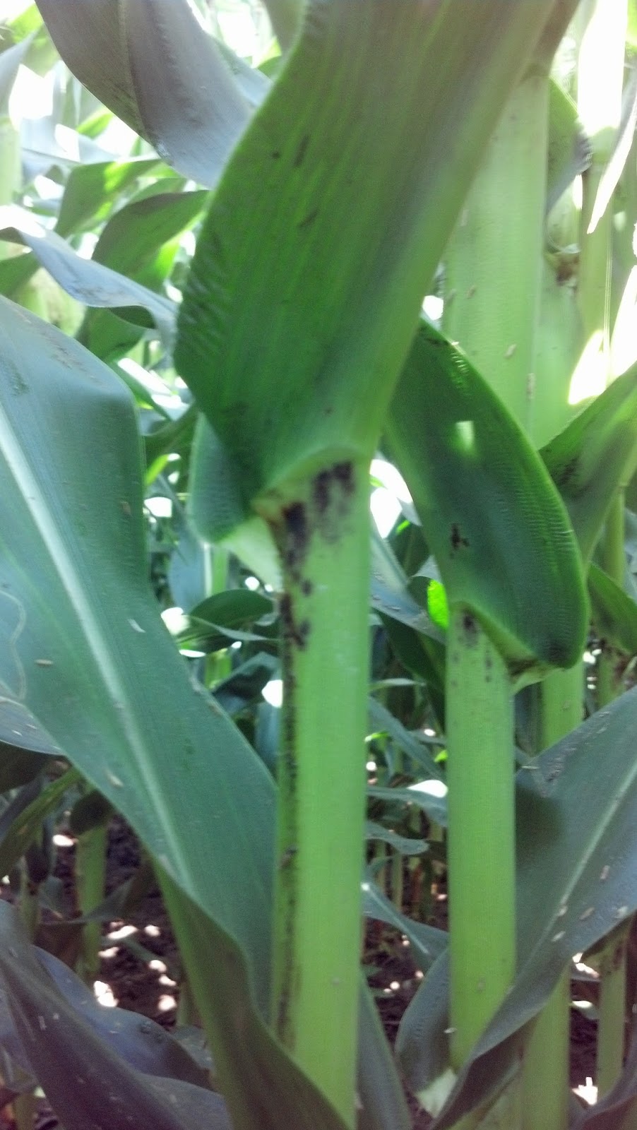 HyMark High Spots Sick Corn