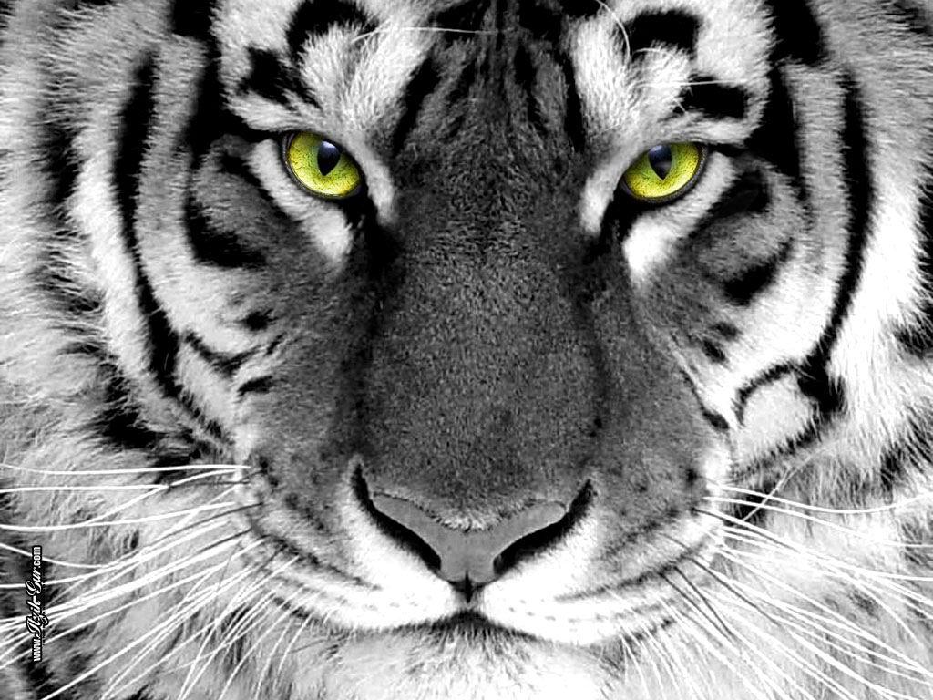 tiger desktop backgrounds