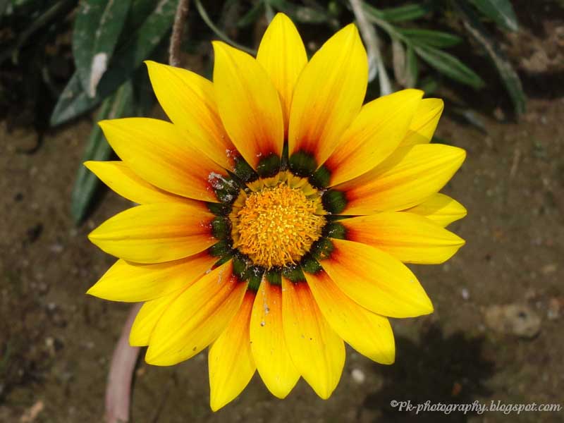 Gazania rigens Nature, Cultural, and Travel Photography Blog