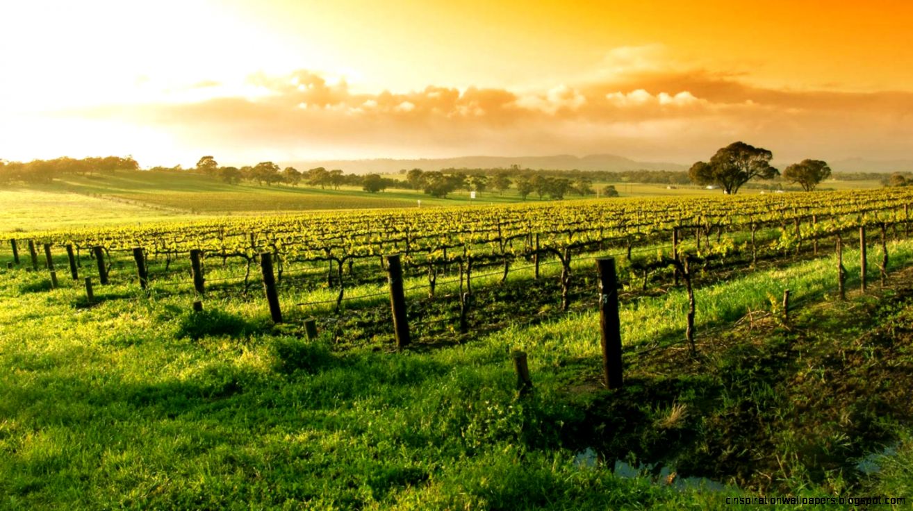 Napa Valley CA Its Wine Oclock Somewhere A Lady in Napa Napa Valley CA Its Wine Oclock Somewhere A Lady in Napa