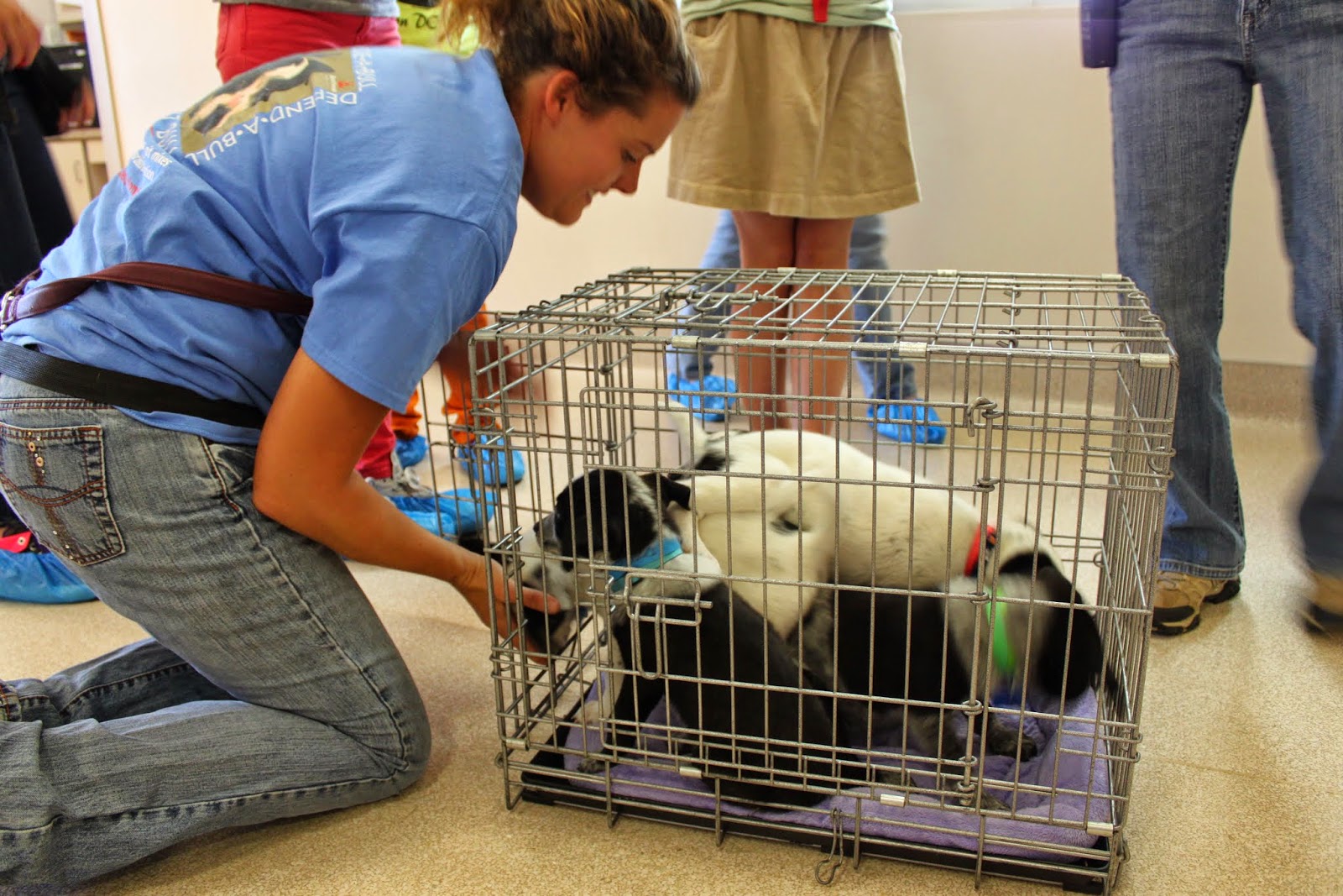 best friends animal society a different kind of home midcentury