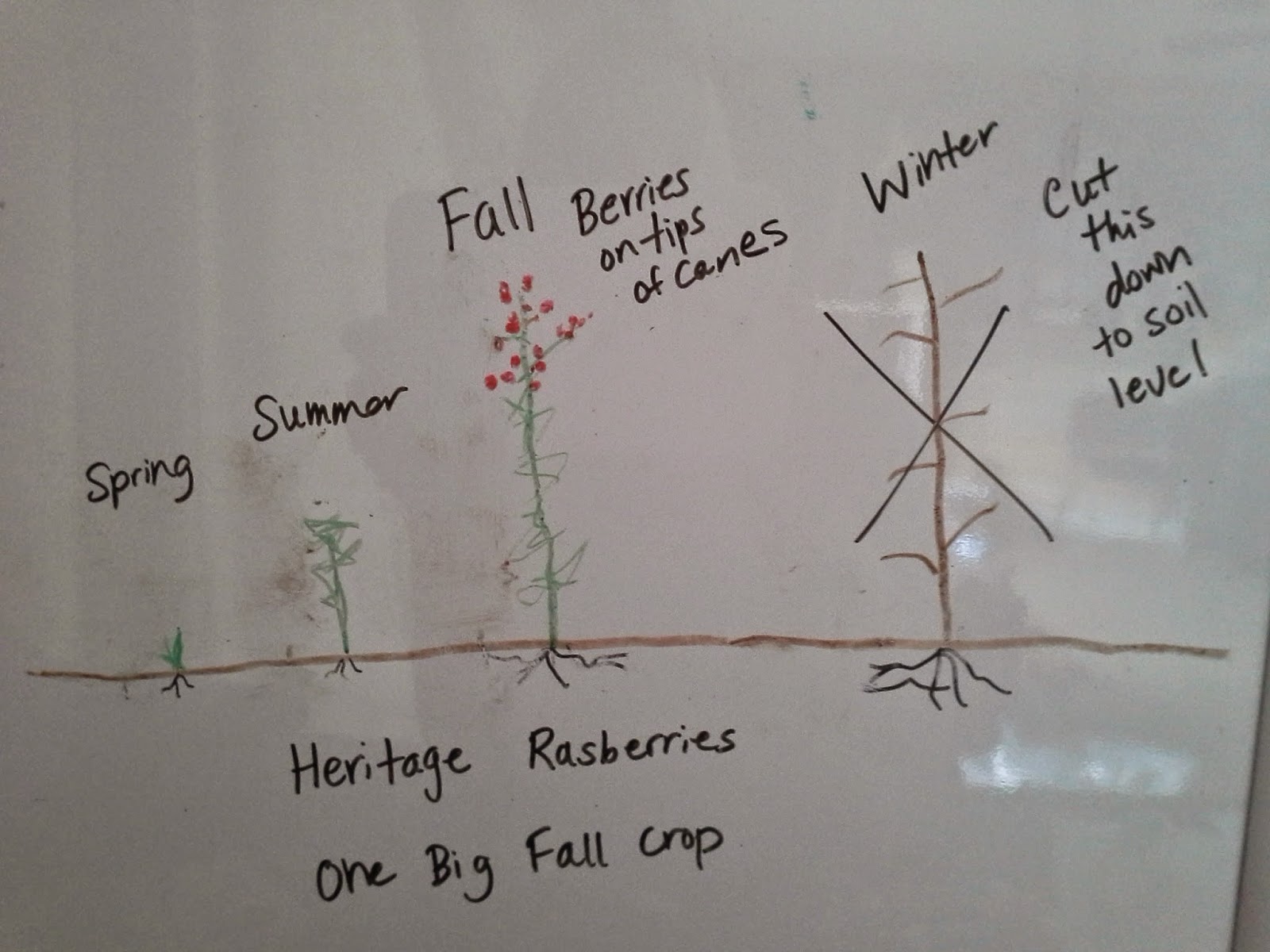 How to Properly Prune Fall Bearing Raspberries The Suburban Jungle