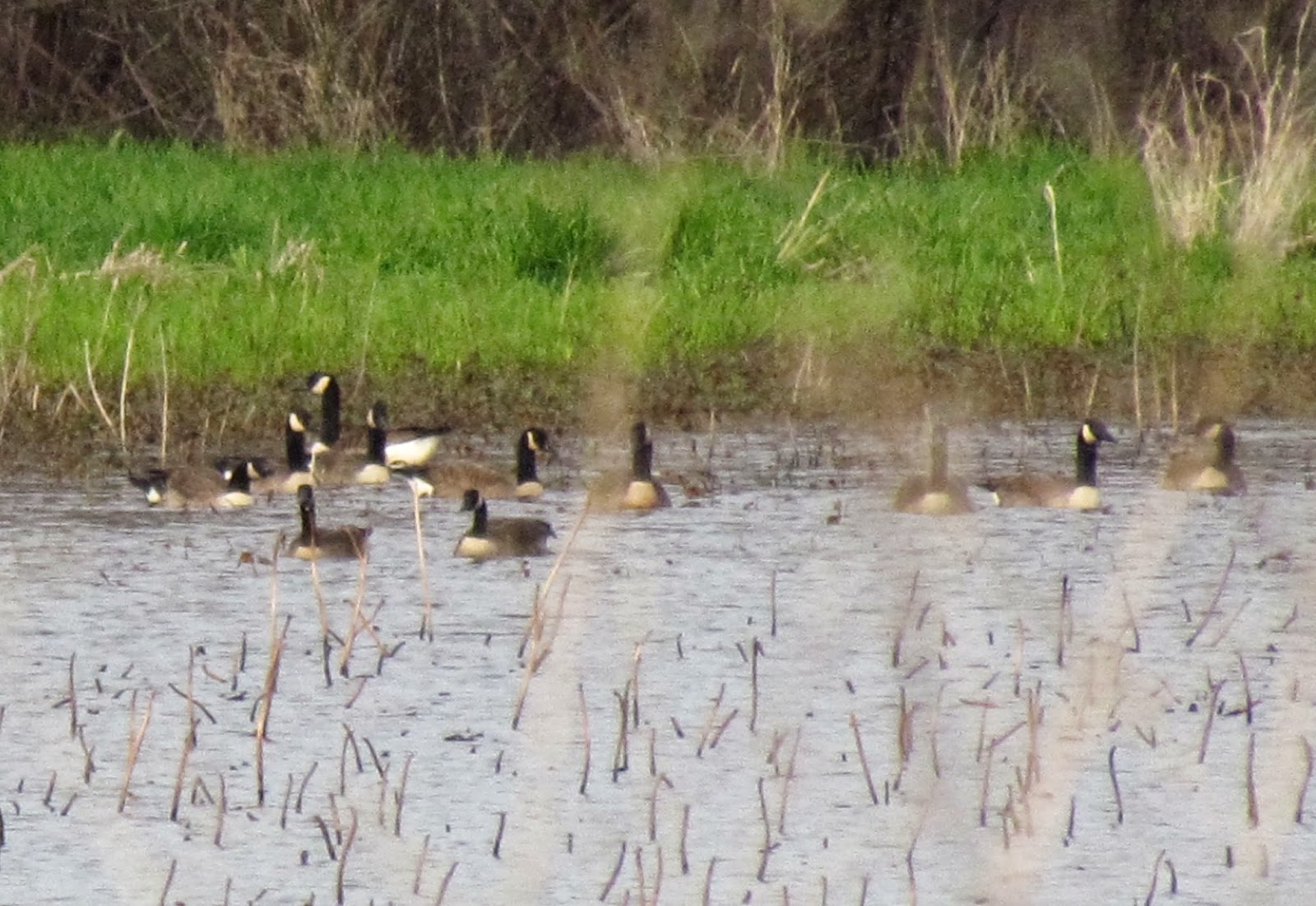 flock of geese called flock of geese called