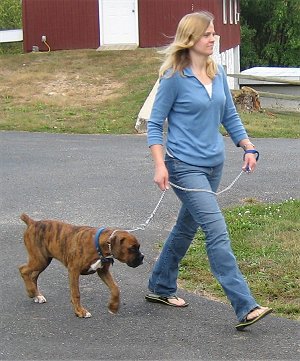 Benefits Of Owner Training Service Dogs Benefits Of Owner Training Service Dogs