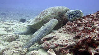 Sea Turtle - Waikiki diving