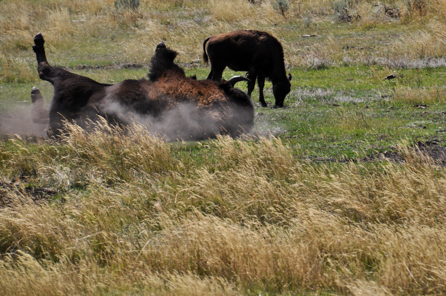 Bison rolling in the dust