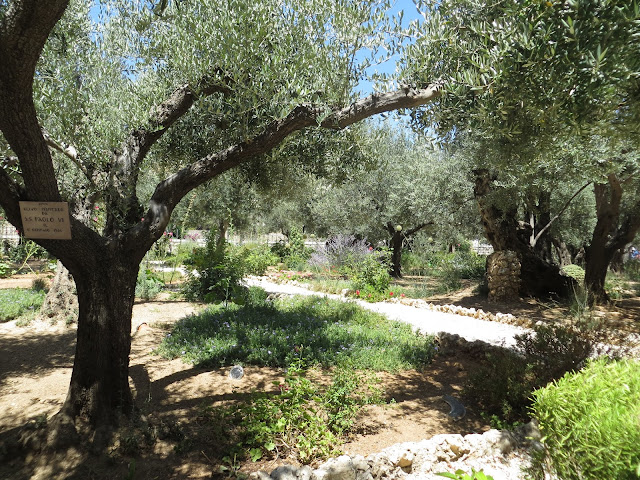Garden of Gathsemane Jerusalem