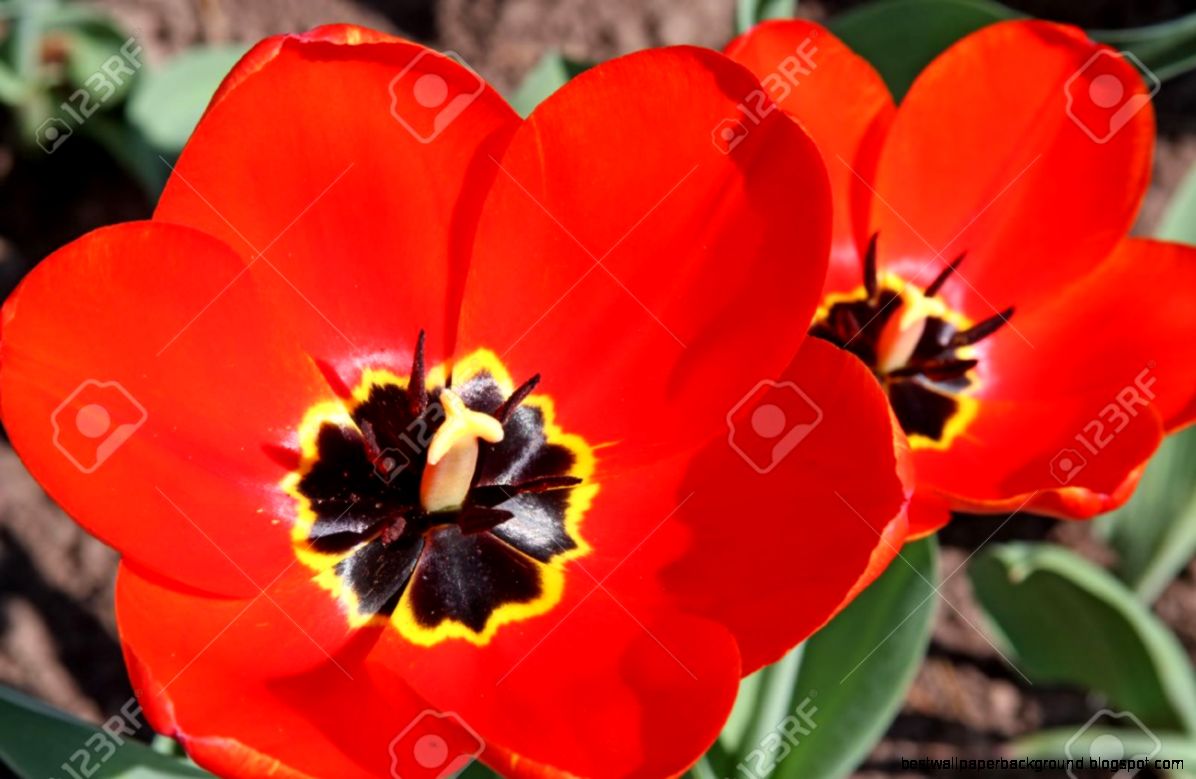 Spring Flowers Red Tulips In Flower Bed Parade Variety Stock Spring Flowers Red Tulips In Flower Bed Parade Variety Stock