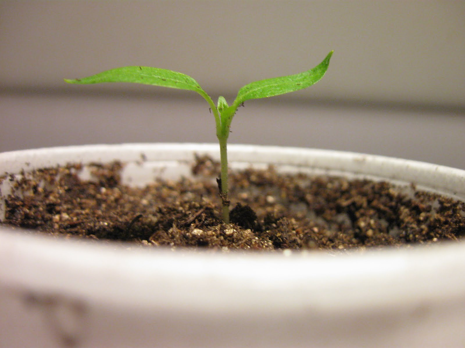 Kentucky Fried Garden Germinating Eggplant and Sweet Peppers