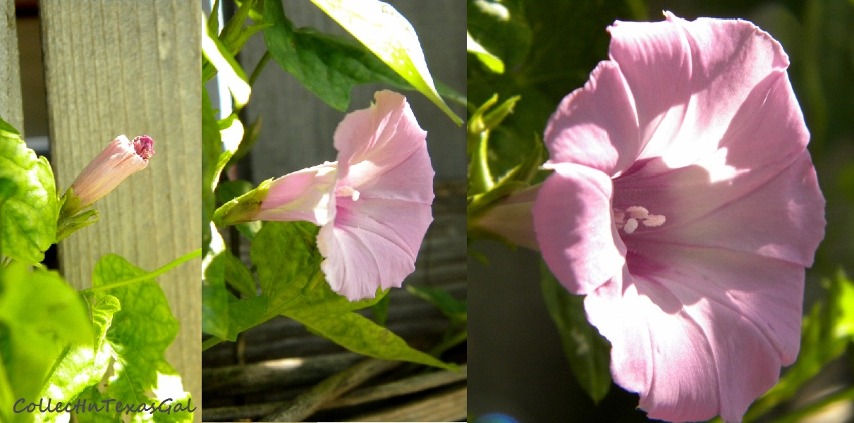 CollectIn Texas Gal Welcome June