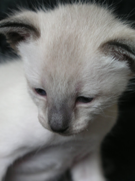 Siamese kitten from Carolina Blues Cattery