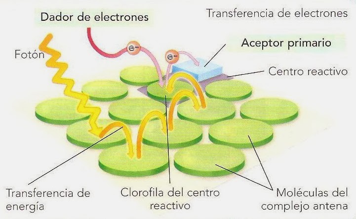 FIJACION CARBONO FOTOSINTESIS PDF fijacion carbono fotosintesis pdf: