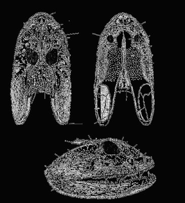 Anfibios del Carbonifero