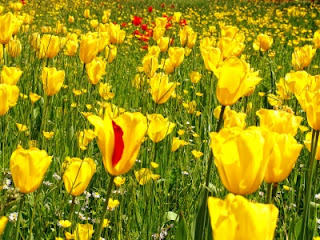 Tulipán, una flor con historia . amarillos