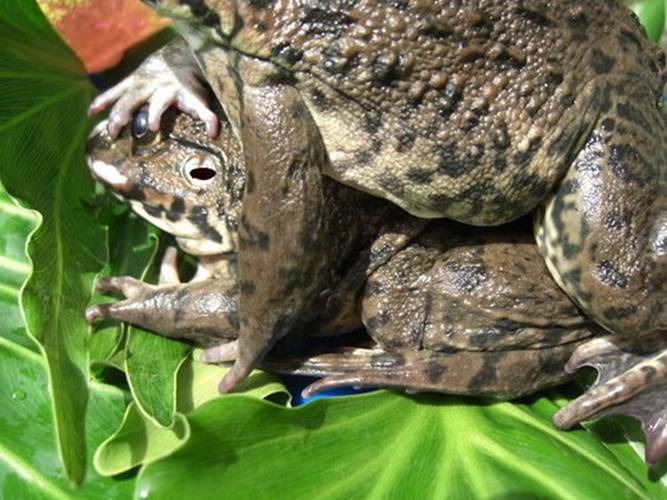 a friend of the frogs wow a friend of the frogs wow