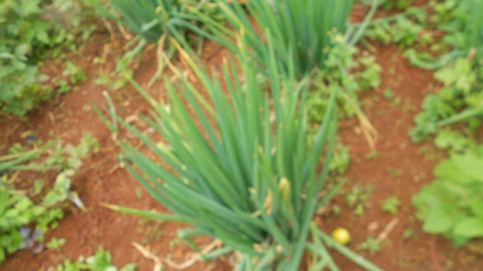 Growing Bulb Onions in Kenya AgroEnvironment Initiative