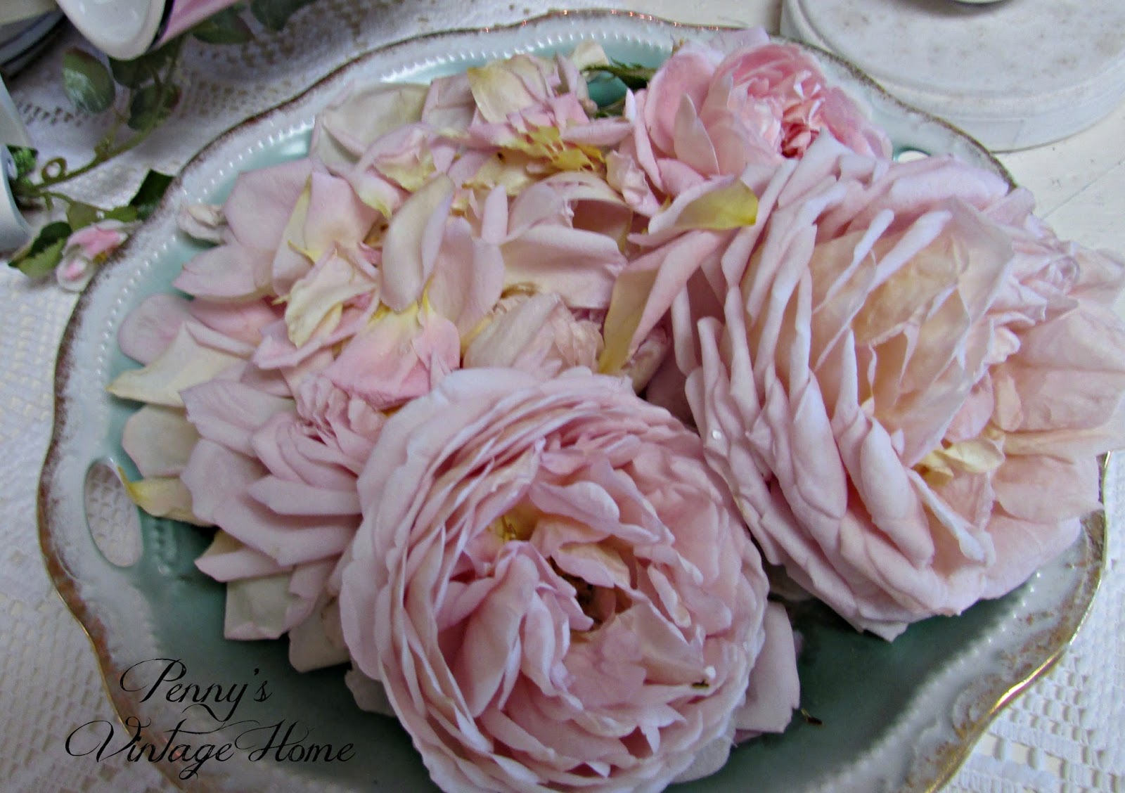 Penny's Vintage Home How I Pick the Rose Bushes for our Yard