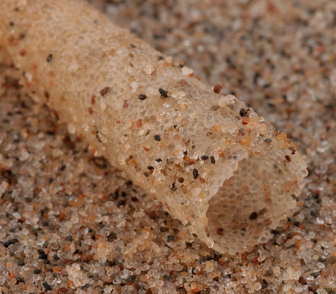 Real Monstrosities Ice Cream Cone Worm