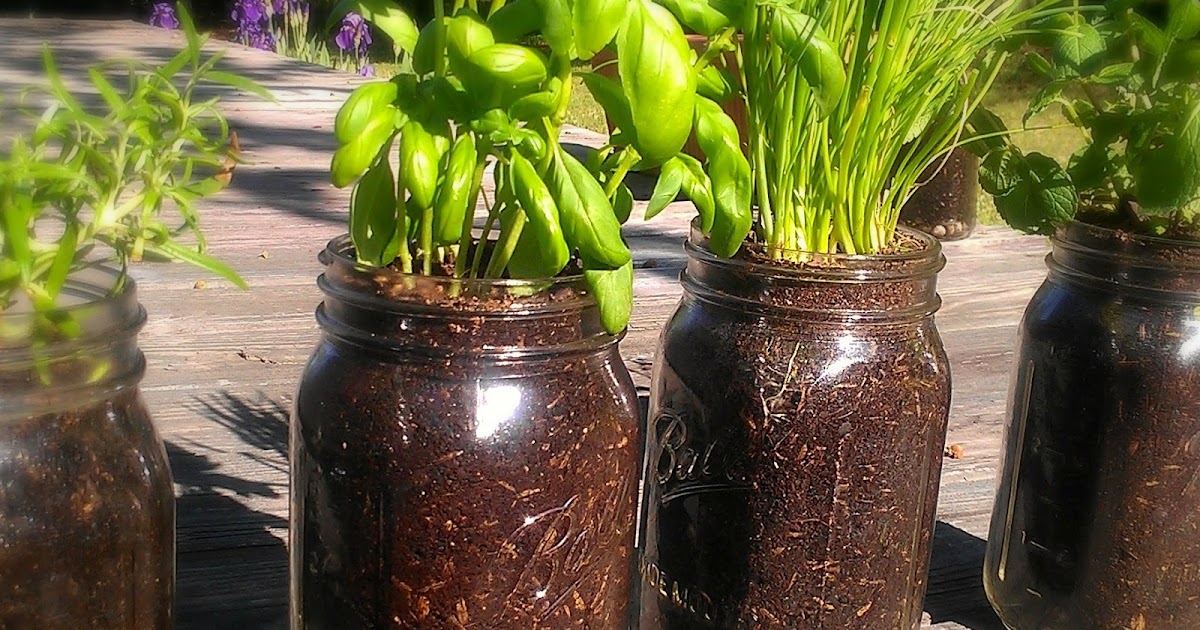 How to Grow Herbs in Mason Jars Livin' the Crunchy Life