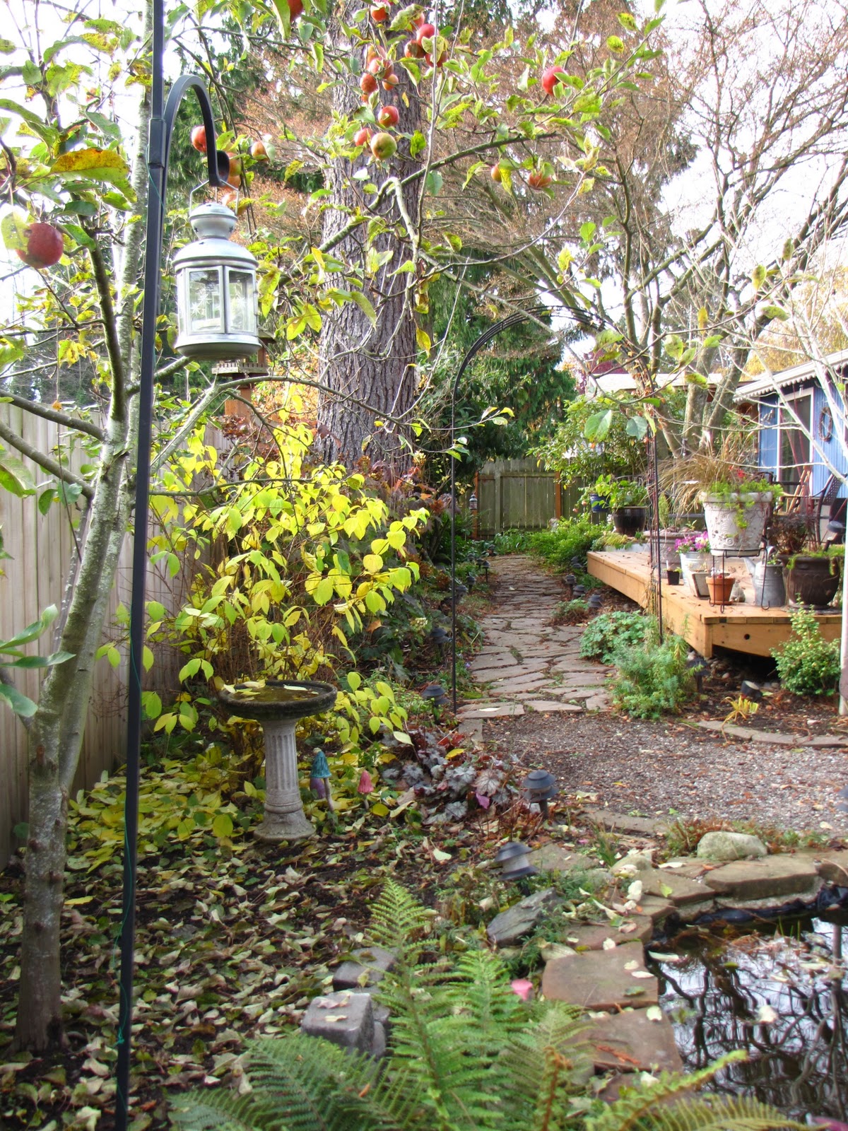 A Gardener in Progress: November 2011