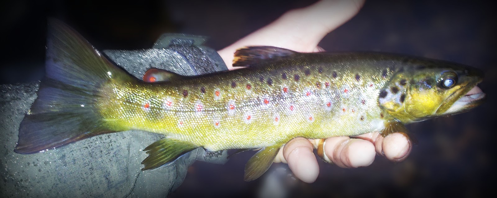 peche truite sous la pluie