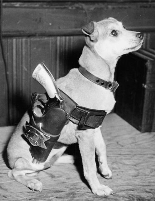 UncleBob's Treehouse A Dog with a SixGun