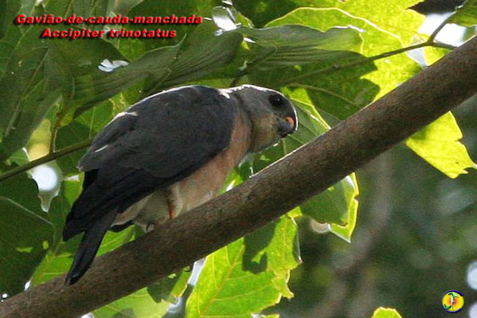 ORNITOLOGIA Gaviãodecaudamanchada (Accipiter trinotatus)