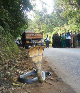 Ular Kobra Berkepala Tiga