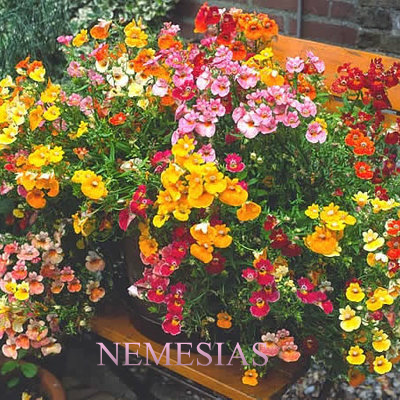 ✿NEMESIAS✿