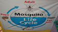 LIFE CYCLE OF AEDES
