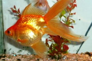 Goldfish Pictures - Fantail Goldfish