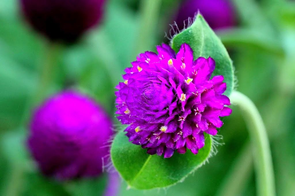 [Image: chua-benh-bang-hoa-cuc-bach-nhat-5.jpg]