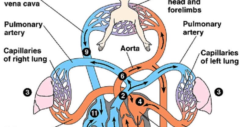 importantof: The heart circulatory system