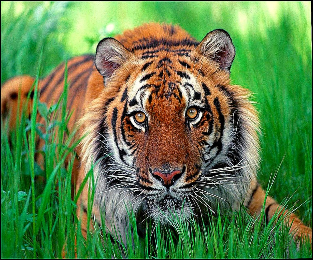 Sumatera Tiger Strong Wallpaper Free