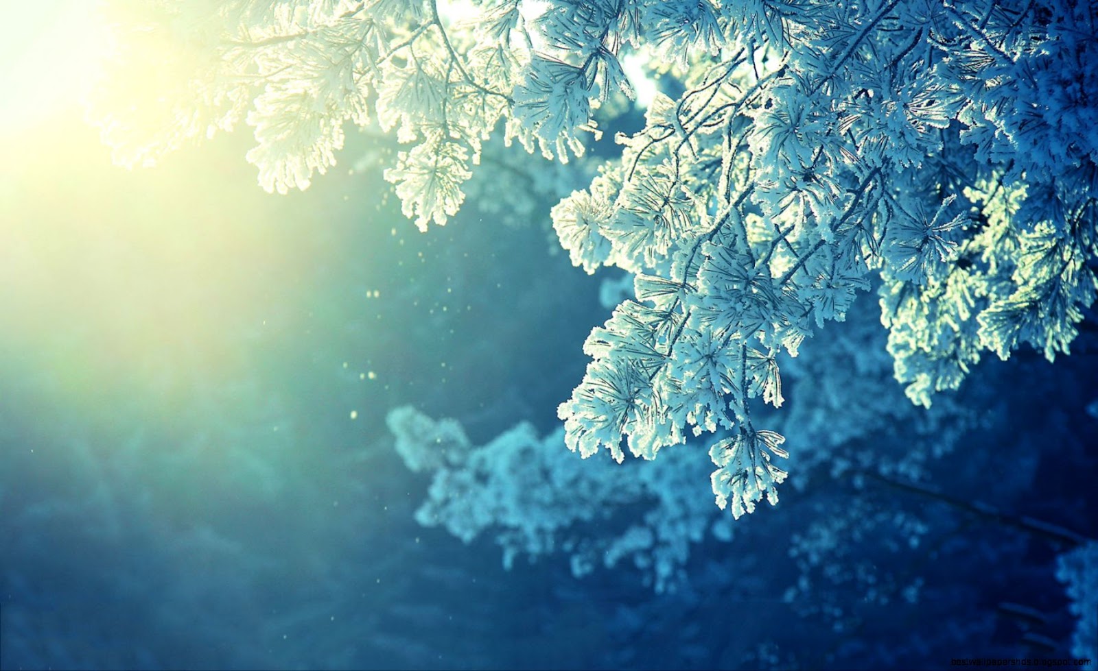 Morning Winter Tree Branches Morning Winter Tree Branches