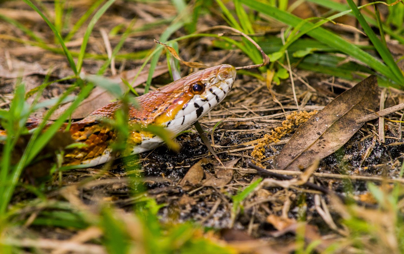 Breanna's Birding Blog Park near Jensen Beach February 1, 2014
