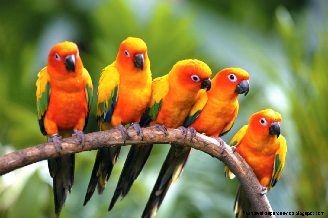 Exotic Bird Exotic Bird
