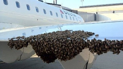 6 Binatang Mengerikan Yang Pernah Muncul Di Pesawat [ www.BlogApaAja.com ]