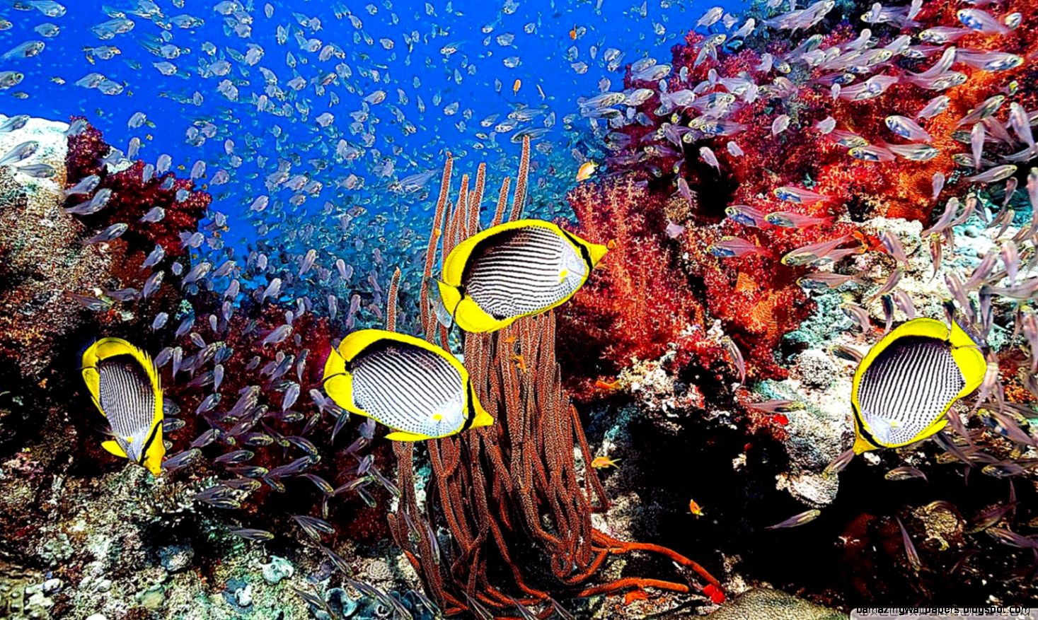 C Reefs Wallpaper Best Background Wallpaper C Reefs Wallpaper Best Background Wallpaper