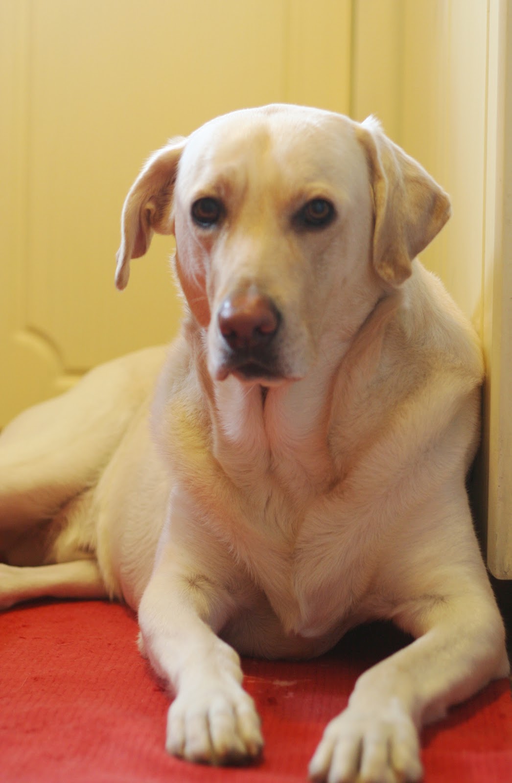 Bir Çin İşkencesi Olarak Evde Pasta Yapmak | Duck&rsquo;lı Hayat