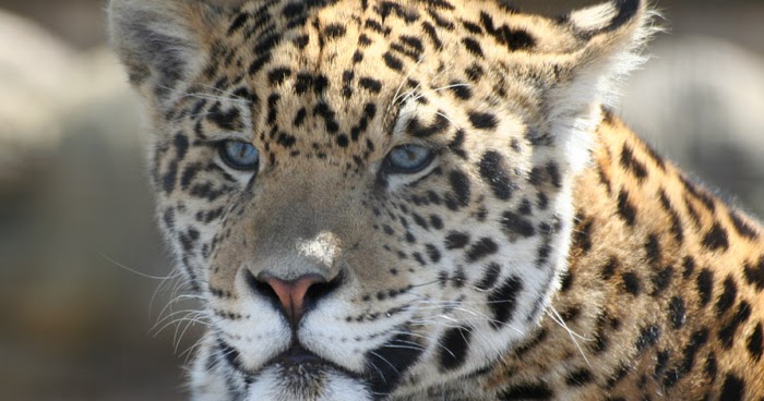 Los seres vivos: el animal jaguar