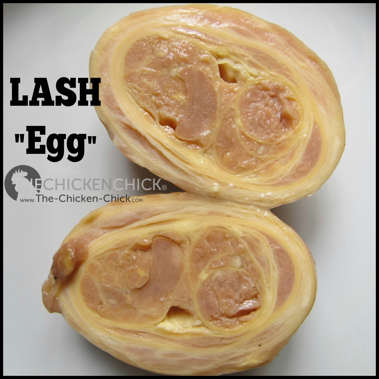 Causes of Lash Eggs & Salpingitis by Annika McKillop DVM, MSpVM, DACPV The Chicken Chick®