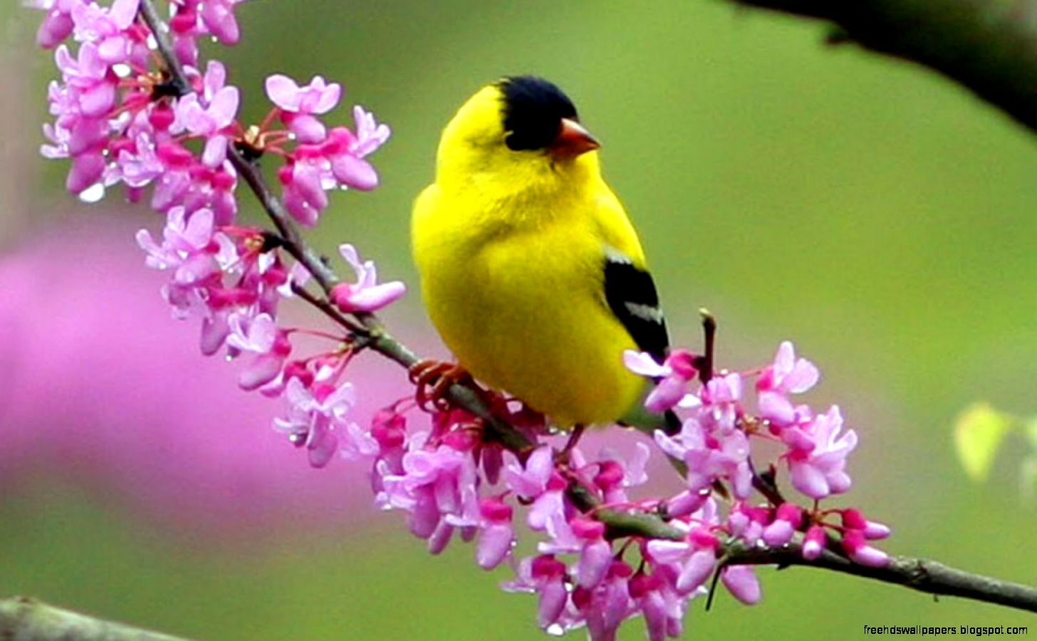 birdswallpaperformobile birdswallpaperformobile
