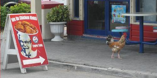 chikin nuggit tiktok chikin nuggit tiktok